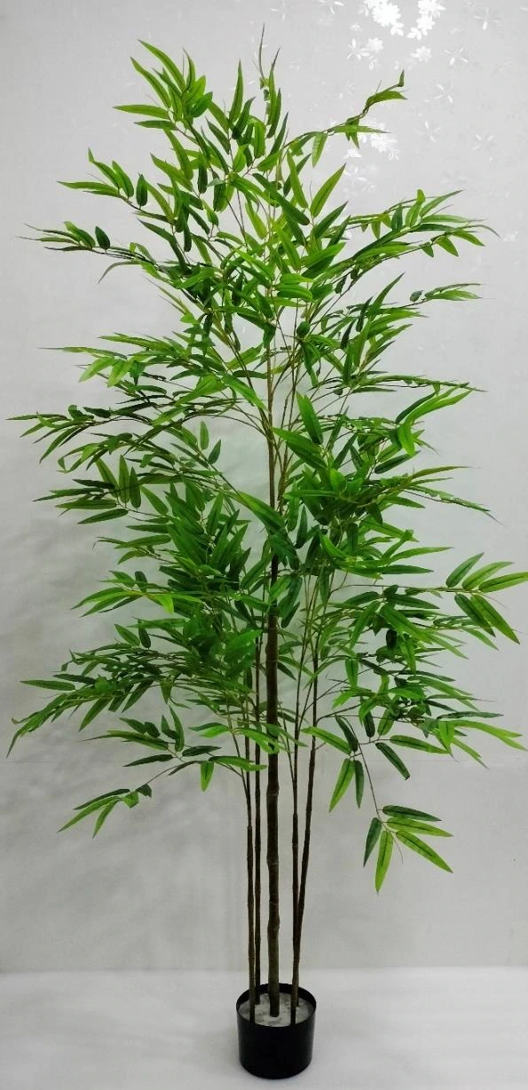 Bamboo Plant x5 210cm